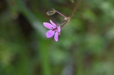 Bahçedeki güzel mor çiçekler