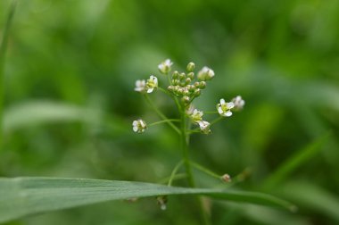 Bahçedeki güzel beyaz çiçekler