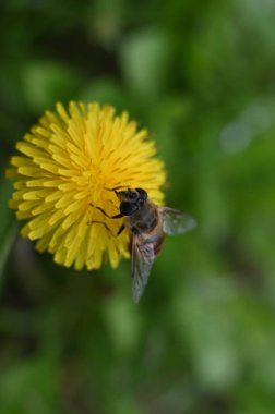 Bahçedeki sarı çiçekte oturan arı.