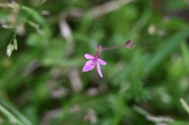 Güzel bahar Çiçek bahçesinde