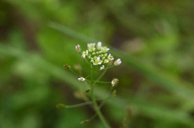 Bahçedeki güzel beyaz çiçekler