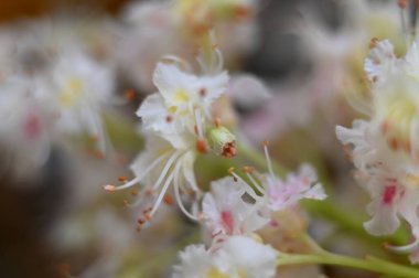 Bahçedeki güzel beyaz çiçekler