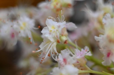 Bahçedeki güzel beyaz çiçekler