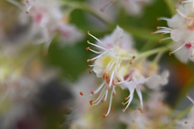 Bahçedeki güzel beyaz çiçekler