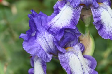 Bahçedeki güzel mor süsen çiçekleri