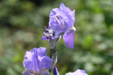 Bahçedeki güzel mor çiçekler