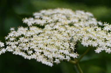 Bahçedeki güzel beyaz çiçekler