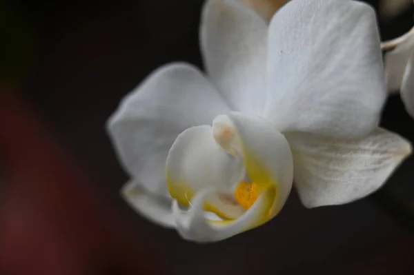 Schöne Orchideenblume Nahsicht — Stockfoto