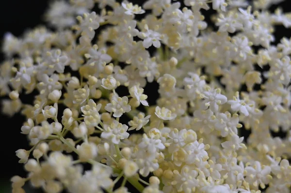 Mooie Witte Bloemen Tuin — Stockfoto