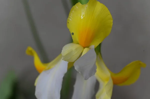 Όμορφο Κίτρινο Λουλούδι Ίριδας Στον Κήπο — Φωτογραφία Αρχείου