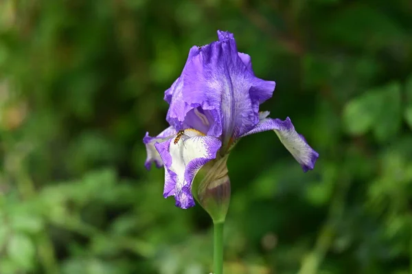 Piękne Purpurowe Kwiaty Tęczówki Ogrodzie — Zdjęcie stockowe