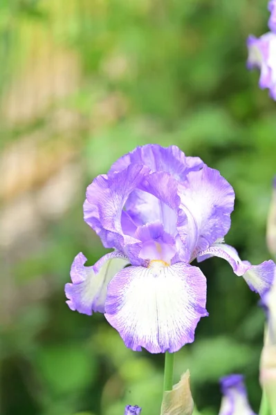 Vackra Lila Iris Blommor Trädgården — Stockfoto