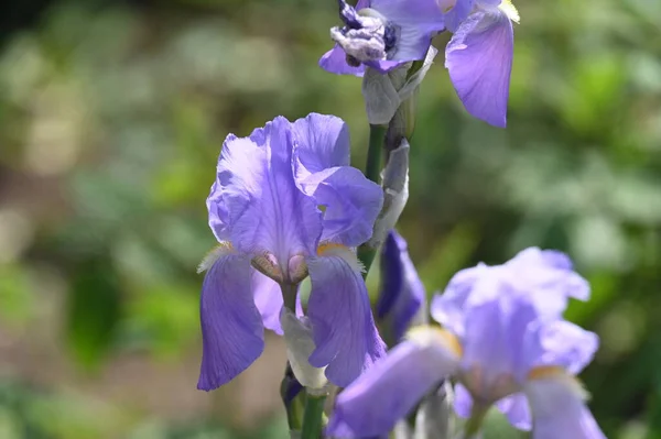 Beautiful Purple Iris Flowers Garden — Stock Photo, Image
