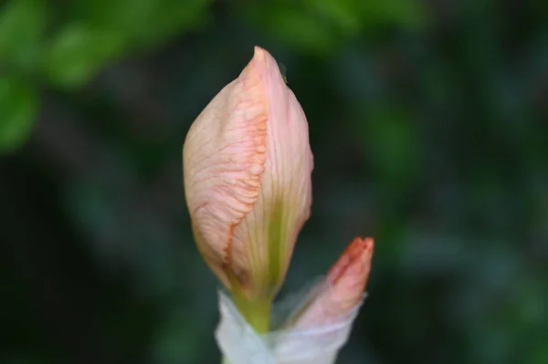 Belle Fleur Printemps Dans Jardin — Photo