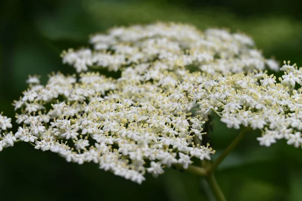 Bahçedeki güzel beyaz çiçekler