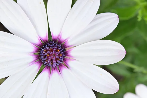 stock image beautiful white flowers in the garden