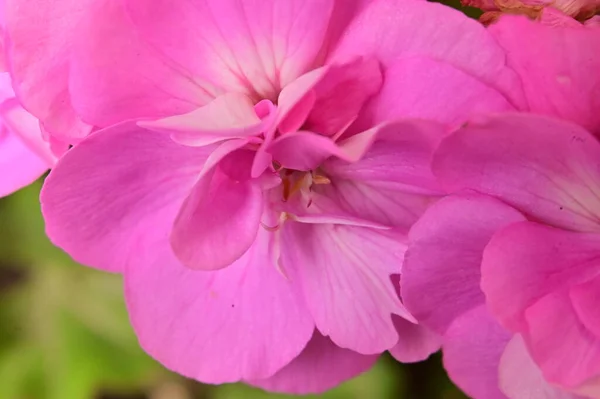 Весенний Цветок Саду — стоковое фото