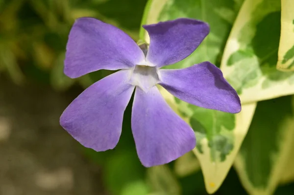 Beautiful Purple Flowers Garden — Stock Photo, Image