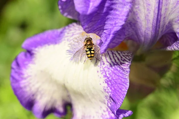 stock image bee sitting on the purple flower in the garden