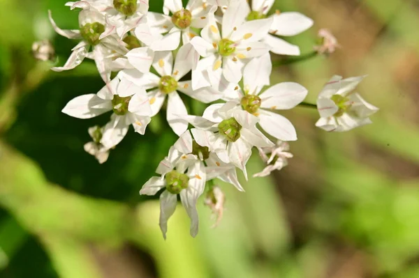 Красиві Білі Квіти Саду — стокове фото