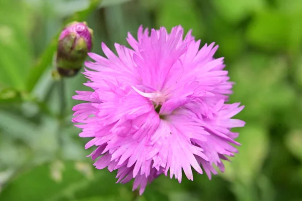 Hermosas Flores Púrpuras Jardín — Foto de Stock
