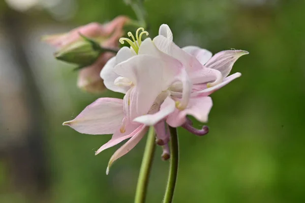 Krásný Jarní Květiny Zahradě — Stock fotografie
