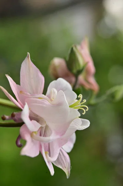 Hermosa Flor Primavera Jardín — Foto de Stock