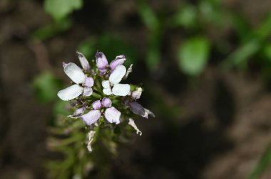 Güzel bahar Çiçek bahçesinde