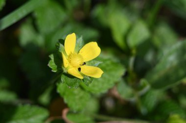 Güzel bahar Çiçek bahçesinde