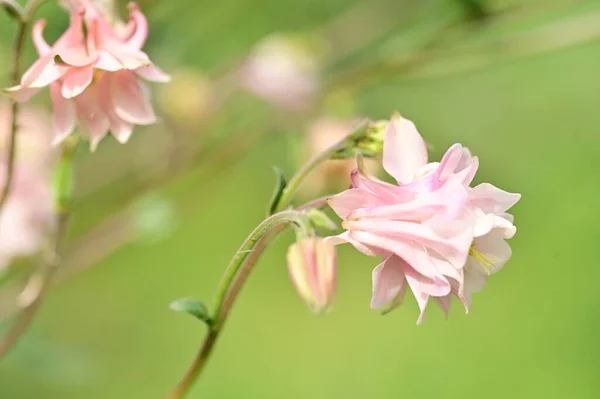 Gyönyörű Tavaszi Virágok Kertben — Stock Fotó