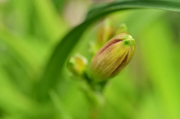 Szép Tavaszi Virág Kertben — Stock Fotó