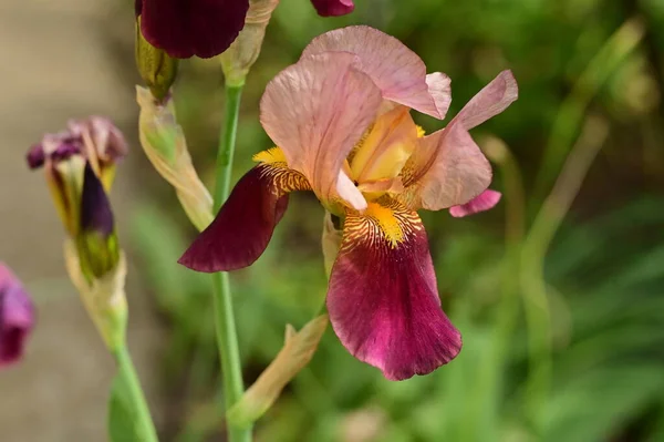Hermosos Iris Primavera Flores Jardín —  Fotos de Stock