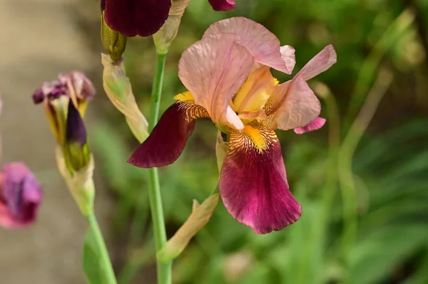 Beau Printemps Iris Fleurs Dans Jardin — Photo
