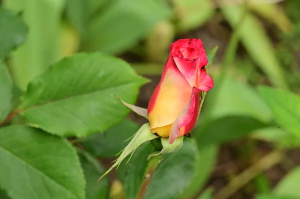 Gyönyörű Tavaszi Rózsa Virág Kertben — Stock Fotó