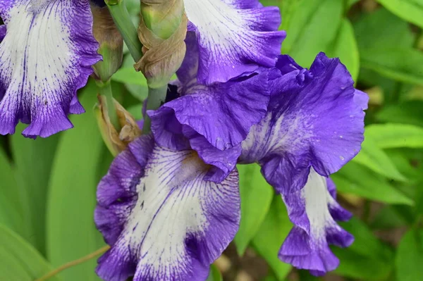 Belles Fleurs Iris Violet Dans Jardin — Photo