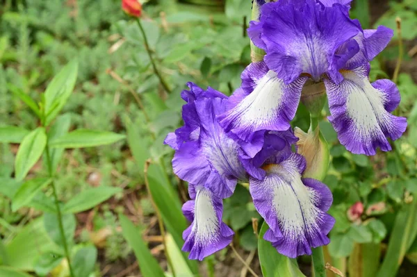 Hermosas Flores Iris Púrpura Jardín — Foto de Stock