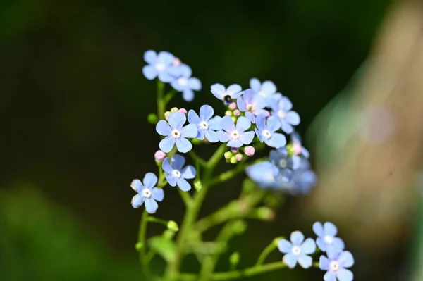 Schöne Frühlingsblume Garten — Stockfoto