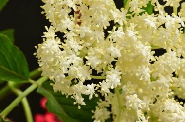 Bahçedeki güzel beyaz çiçekler