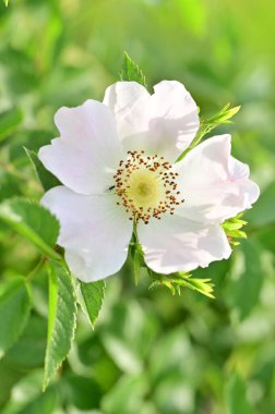 Bahçedeki güzel beyaz çiçekler