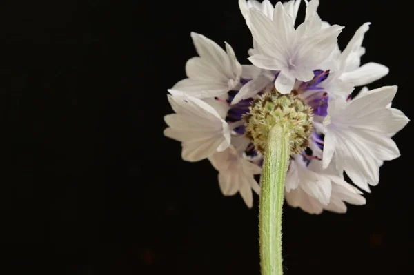 Όμορφη Άνοιξη Λουλούδι Στον Κήπο — Φωτογραφία Αρχείου