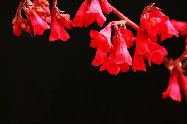 Vackra Röda Blommor Trädgården — Stockfoto