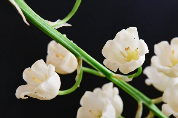 Piękne Białe Kwiaty Widok Bliska — Zdjęcie stockowe