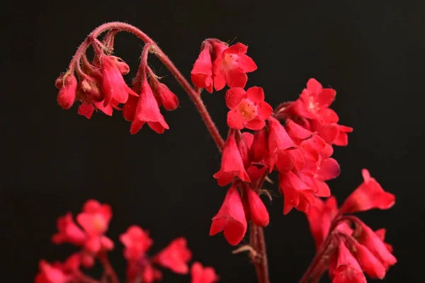 Stock image beautiful red flowers in the garden