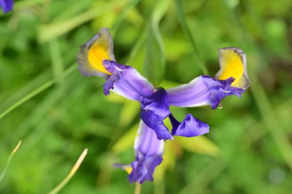 Bahçedeki Güzel Iris Çiçekleri — Stok fotoğraf