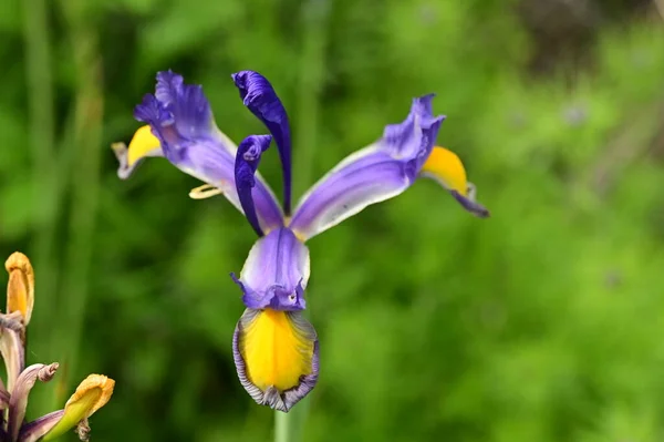 Beautiful Iris Flowers Garden — Stock Photo, Image
