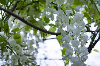Çiçek açan akasya ağacıyla güzel bir bahar arkaplanı.