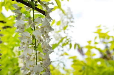 Çiçek açan akasya ağacıyla güzel bir bahar arkaplanı.