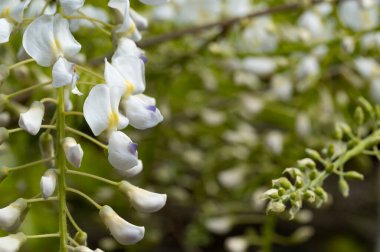 Çiçek açan akasya ağacıyla güzel bir bahar arkaplanı.