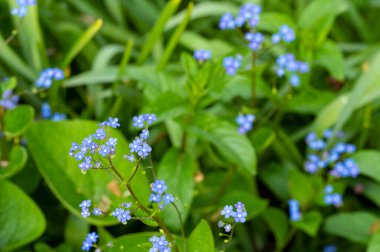 Bahçede güzel bahar çiçekleri