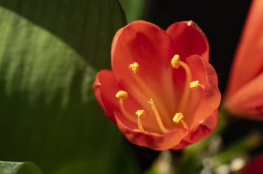 Güzel bahar Çiçek bahçesinde